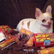 Binging Chihuahua