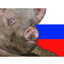 Шошқа
