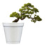 BonsaiInACup