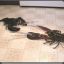 Angry Lobsters