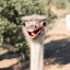 ostrich's avatar