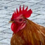 Elusive Rooster