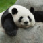 Lazy_Panda