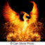 `~PHOENIX~`