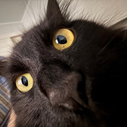 Грызите какашки