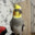 pioniste
