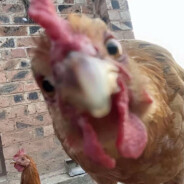 狗熊岭第一突破手