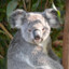 The Deadly Koala