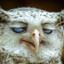 Hibou