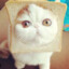 Котик