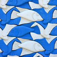 太平洋的圆鳍鱼