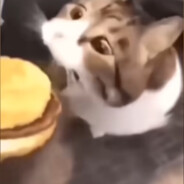 小猫你可以吃芝士汉堡