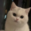 meow