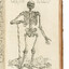 Vesalius