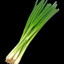 Spring Onion