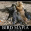 BirdMafia