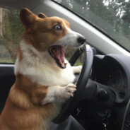 Corgi