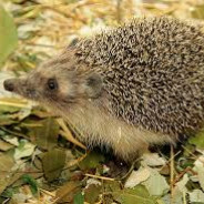 HEDGEHOG