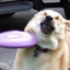 Mr. Spoons