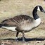 TheGoose