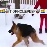 PORNOCERBER