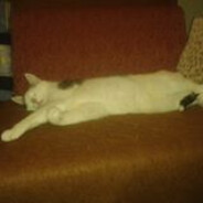 tygrys1106 only dc/ts3