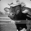 Hatted Cow