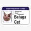 Beluga Cat