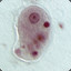 Entamoeba