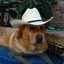 Texan Dog