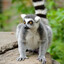 Lemur's avatar