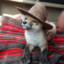 FoxWithHat