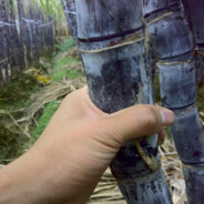 亚洲最强大甘蔗