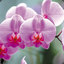 orchidee62