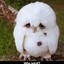 OwlyOwl