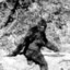 Sasquatch