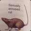 Sexually Aroused Rat