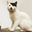 Adolf Catler