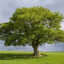 Gerald The Tree