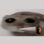 pepidastr