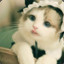 Fluffy Smol Catgirl