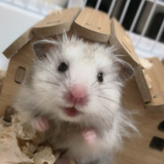 扛着野牛去赶集