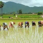 Overpaid Rice Farmer