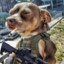 DOGSNACKER