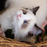 龙门飞甲见龙御甲之西厂公公雨化田