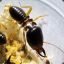 Termite