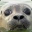 The Slippery Seal