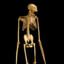 gibbonskeleton