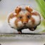 Hamster