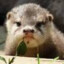 Hateful_Otter